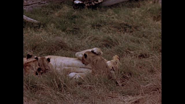 猛兽 The.African.Lion.1955.720p.DSNP.WEBRip.AAC2.0.x264-SRS 2.21GB-4.png