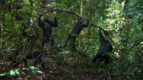 黑猩猩/黑猩猩的天下 Chimpanzee.2012.1080p.BluRay.x264-IGUANA 6.55GB-3.png