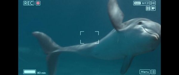 海豚伯尼 Bernie.The.Dolphin.2018.1080p.WEB-DL.DD5.1.H264-FGT 3.06GB-3.png