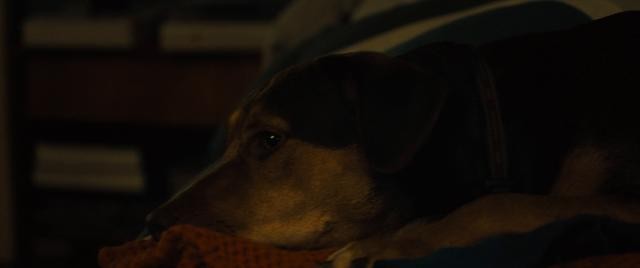 一条狗的回家路 A.Dogs.Way.Home.2019.1080p.BluRay.x264.DTS-HD.MA.5.1-MT  10.33GB-3.jpg