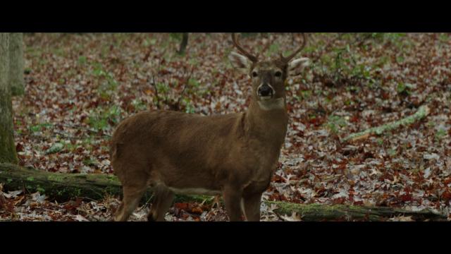 白尾鹿猎手的遗产/北美小鹿猎人传奇 The.Legacy.of.a.Whitetail.Deer.Hunter.2018.1080p.NF.WEBRip.DD5.1.x264-iKA 3.79GB-4.png