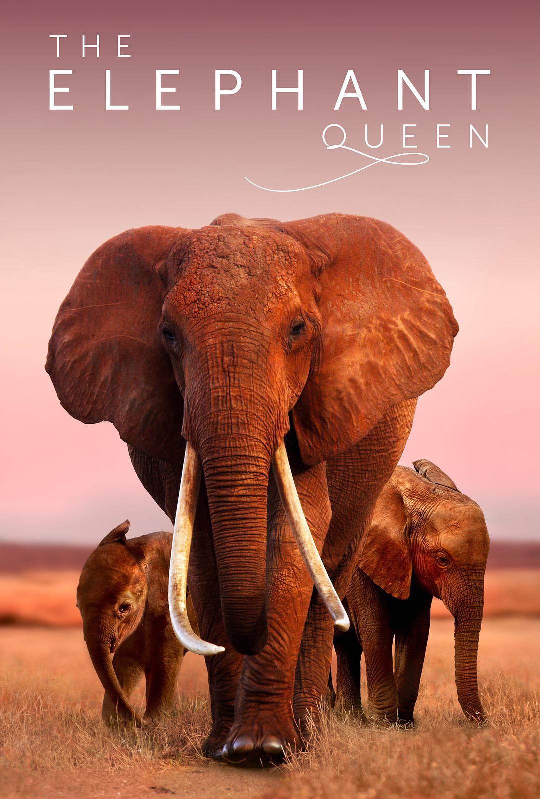 大象女王 The.Elephant.Queen.2019.HDR.2160p.WEB.h265-NiXON 16.52GB-1.png