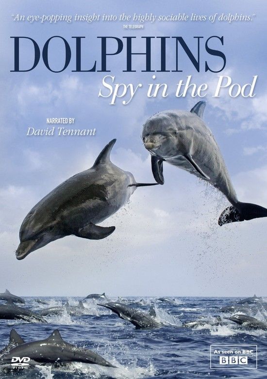 海豚 Dolphins.2000.DOCU.1080p.BluRay.x264.DTS-FGT 4.00GB-1.png