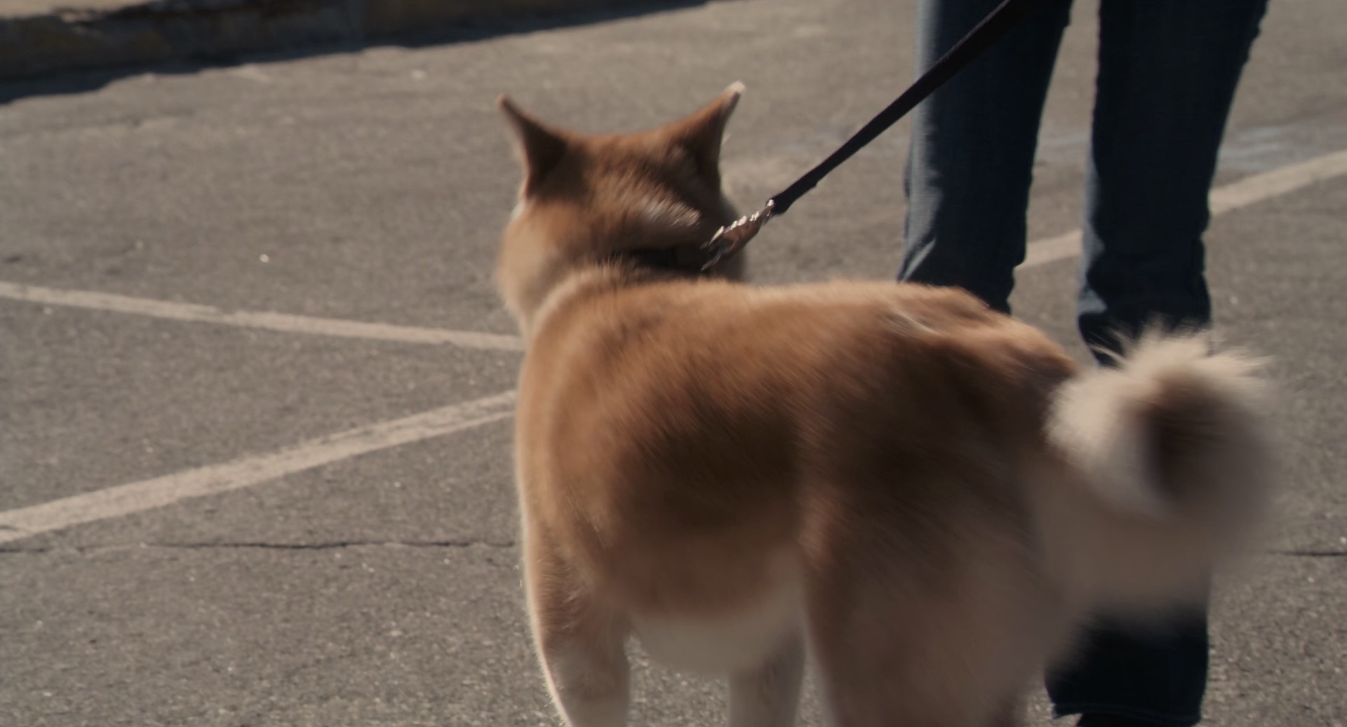 忠犬八公的故事[简繁英字幕].Hachi.A.Dog'sTale.2009.BluRay.1080p.x265.10bit-MiniHD 5.12GB-6.jpeg