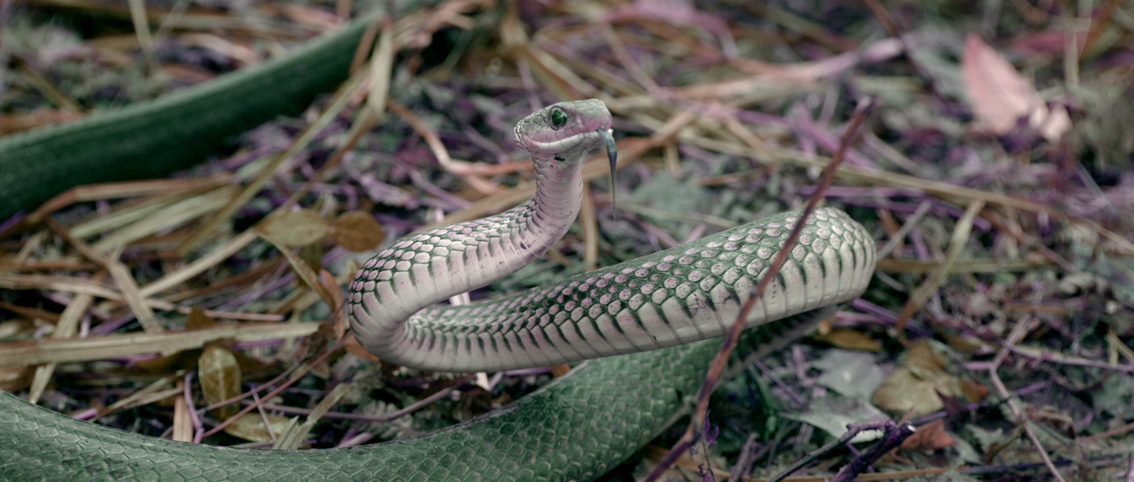 大蛇王[杜比视界版本][国语配音/中笔墨幕].Big.Snake.King.2021.2160p.WEB-DL.H265.DV.AAC-HDBWEB 10.05GB-7.jpeg